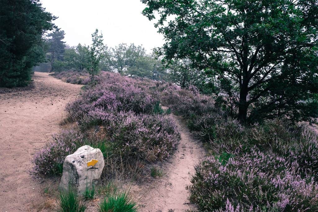 Kopie van Omgeving-676